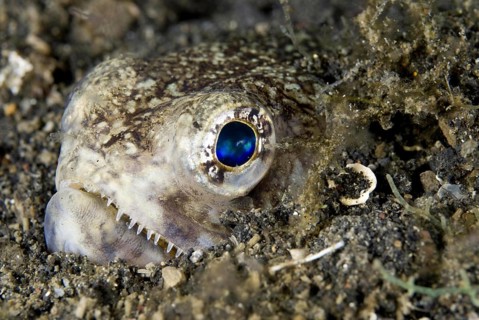 Painted Lizardfish