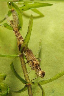 Blue-tailed damselfly