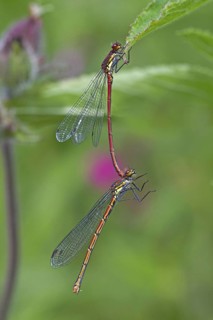 Early damselfly