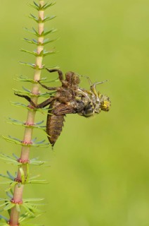 Broad-bodied Chaser adult