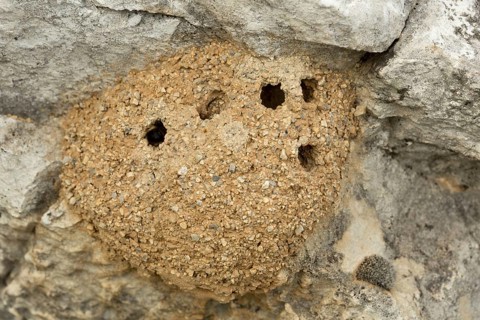 Mason Bee