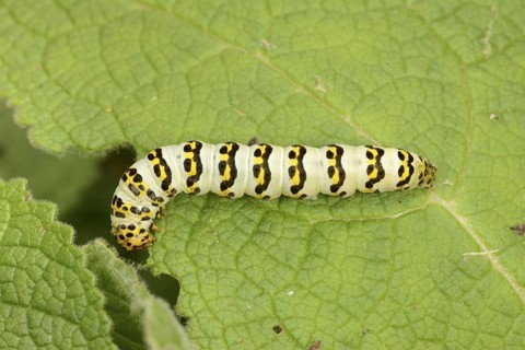 Cucullia lychnitis