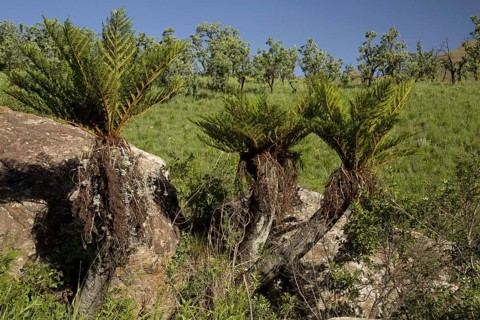 Common Tree Fern