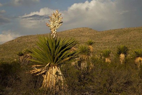 Faxon faxon yucca