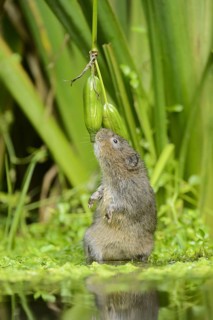 European water vole