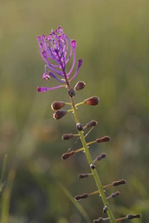Tassel hyacinth
