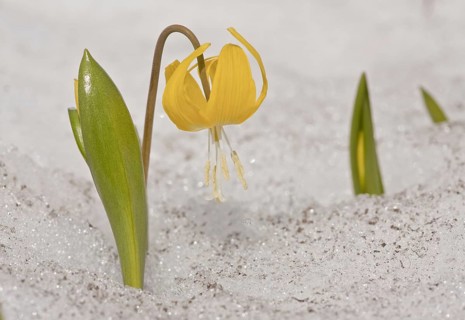 Flowering dogtooth fawn lily