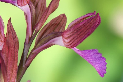 Pink butterfly orchid