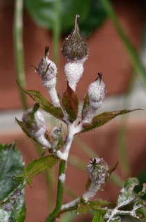 Powdery Mildew