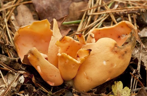 Hare's Ear