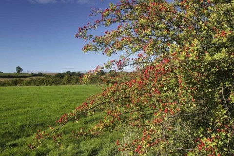 Common Hawthorn