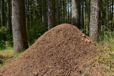 Anthill