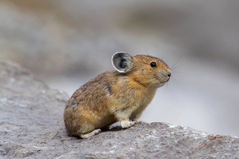 American pika