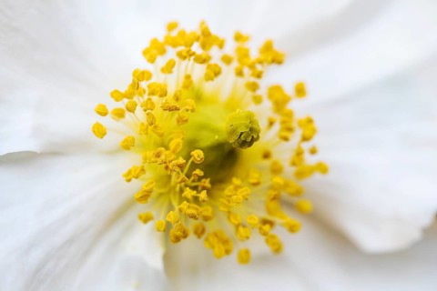 Bush Anemone