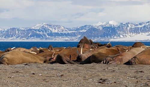 Large group of walruses
