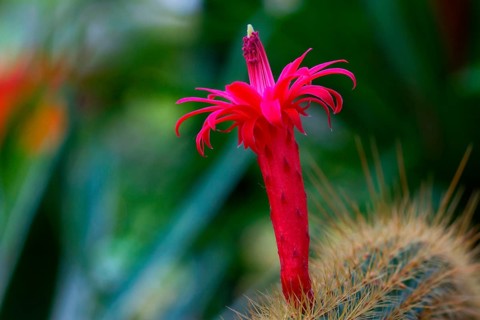 (Hildewintera aureispina)
