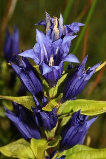 Willow gentian