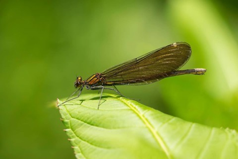 Beautiful Demoiselle