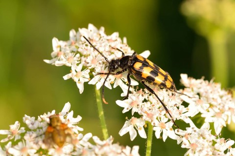 Four-banded long-hair beetle
