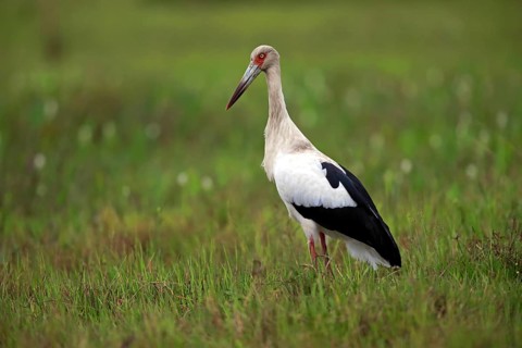 Maguari Stork