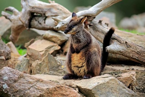 Brush-tailed rock-wallaby