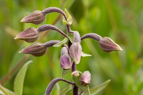 Marsh hellebore