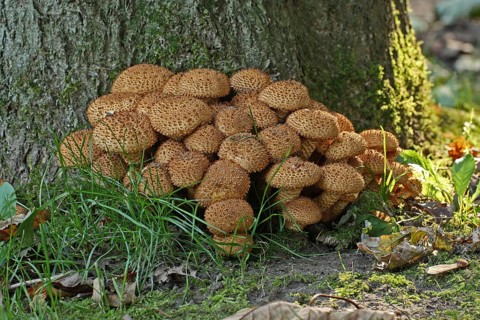 Shaggy scaly cap