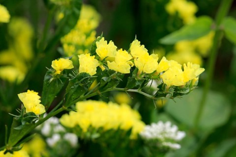 Sea lavender