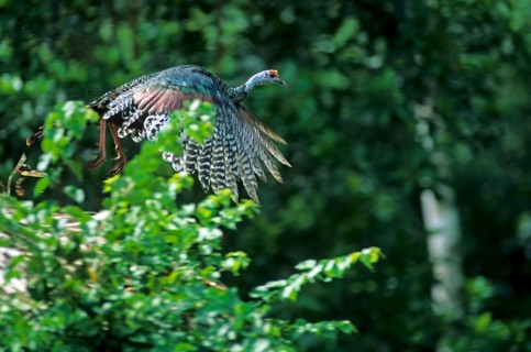 Ocellated Turkey