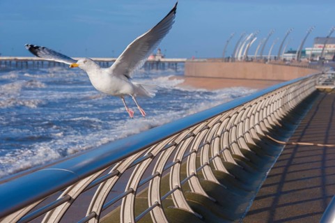 European herring gull