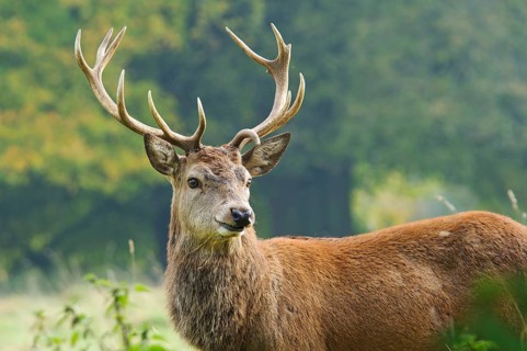 Red deer