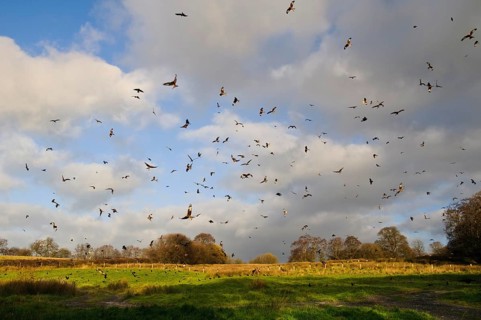 Flock of red kite