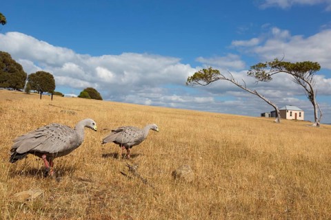 Adult pair of cape barren goose