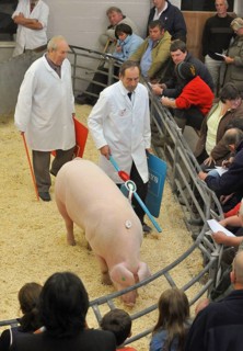 Domestic Pig