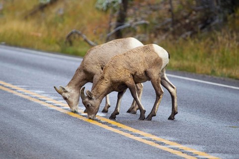 Bighorn Sheep