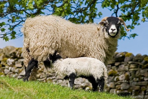 Domestic sheep
