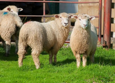 Domestic sheep