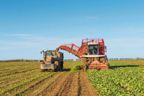 Sugar Beet