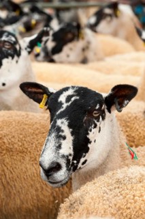 Sheep farming