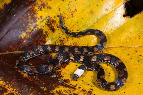 Adder