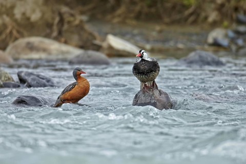 Torrent duck