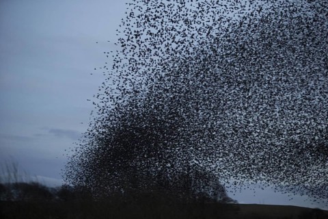 Common Starling