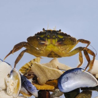 European green crab