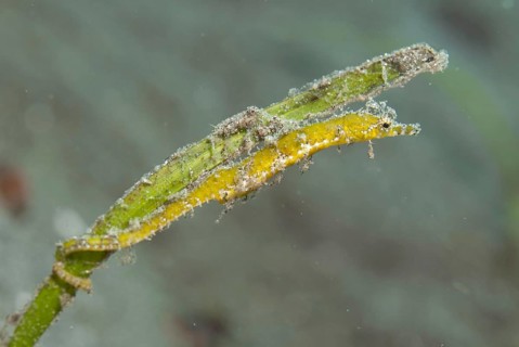 Pygmy pipefish
