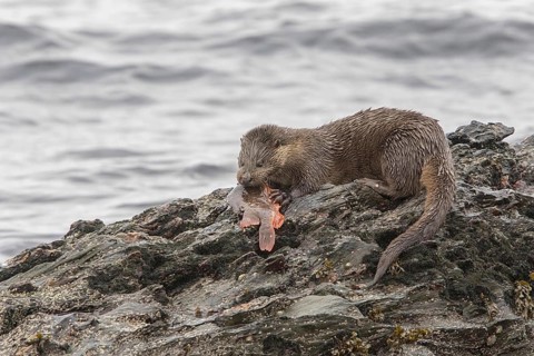 Otter eating lumpsucker fish on a rock at low tide