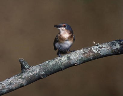 Wattle eye
