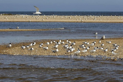 Sandwich Terns gather on the pebble spit on Scolt Head Island