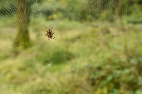 Garden Orb Spider