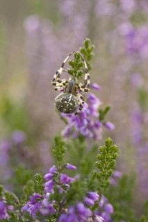 Four-spotted cross spider