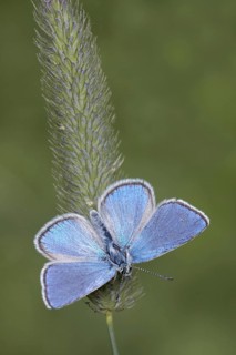 Alpine Argus